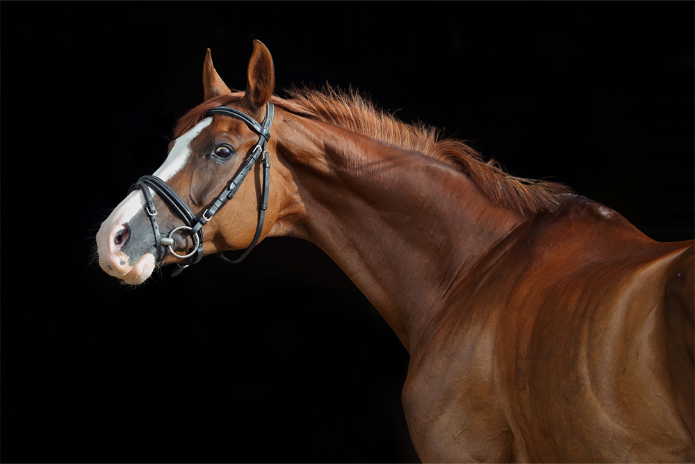 Nas corridas de cavalo, os cavalos que são as estrelas.